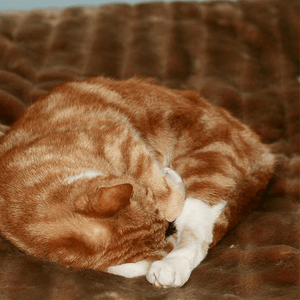 Pet Blanket
