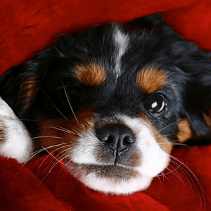Pet Blanket