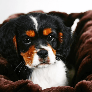 Pet Blanket
