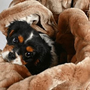 Pet Blanket