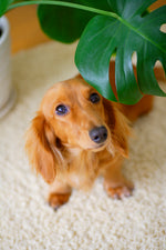 Small dog with green potted plant