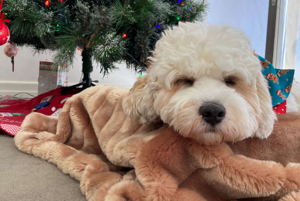 Tips to keep dogs happy and safe during New Year fireworks